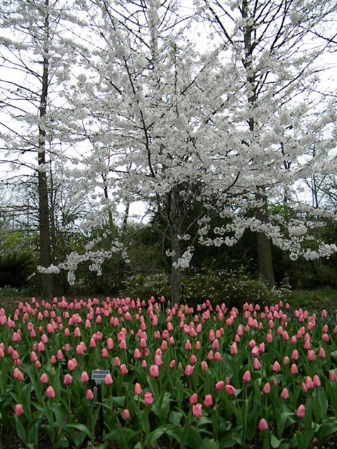 Zoo Blooms at the Cincinnati Zoo