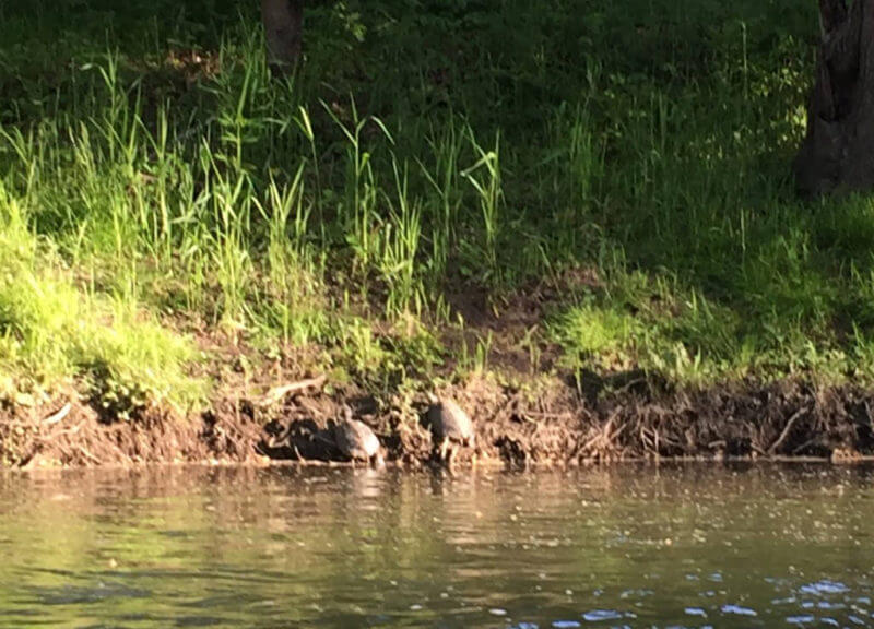 Turtles on a log